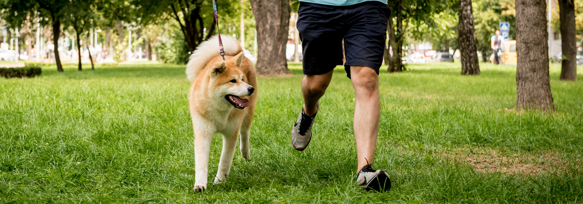Owner play with cute akita inu dog at the park